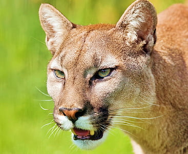 brown lioness thumbnail