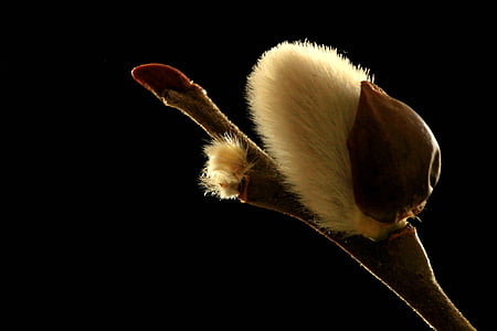 flower bud closeup photo with black background thumbnail