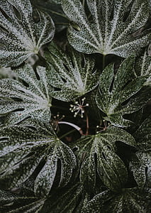 white and green leaves thumbnail