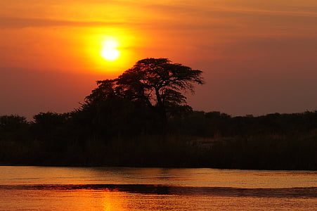 photo of tree silhouette with sunset background thumbnail