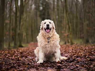 photo of long-coated white dog thumbnail