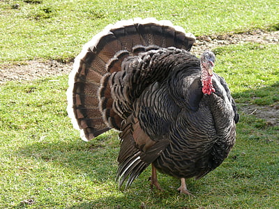 black turkey on green grass thumbnail