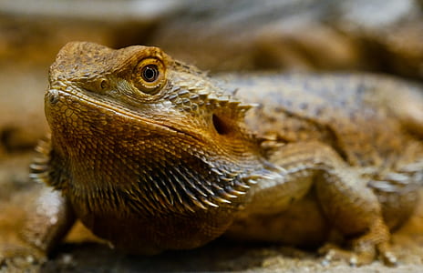 brown bearded dragon on brown surface thumbnail
