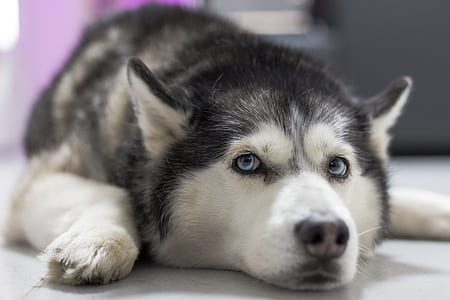 selective focus photography of adult Siberian husky thumbnail