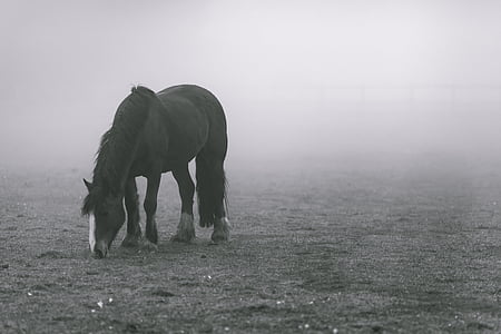 horse standing in mist thumbnail