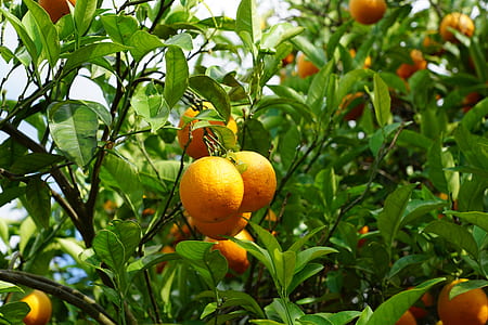 person showing orange fruits thumbnail
