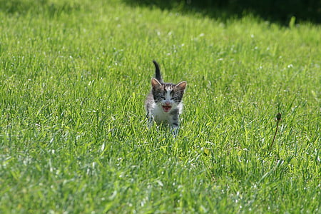 gray tabby kitten running on grass at daytime thumbnail