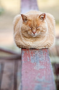 photo of sleeping cat on brown wooden baluster during daytime thumbnail
