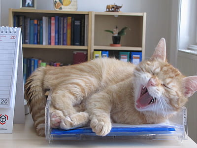 orange cat lying on file rack thumbnail
