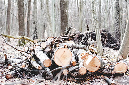 pile of logs surrounded by trees thumbnail