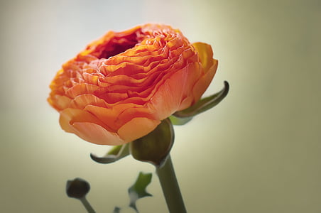 orange cluster flower thumbnail