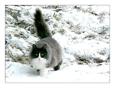 gray and white cat walking on snow thumbnail