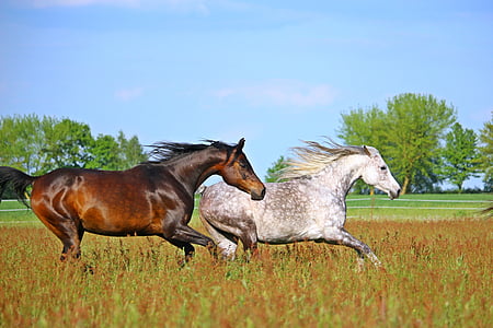 two horse galloping on grass field thumbnail