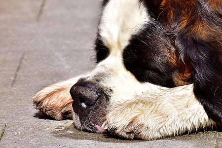 adukt brown and white Saint Bernard thumbnail