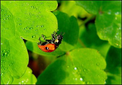 macro photography of ladybug on leaf close-up photo thumbnail