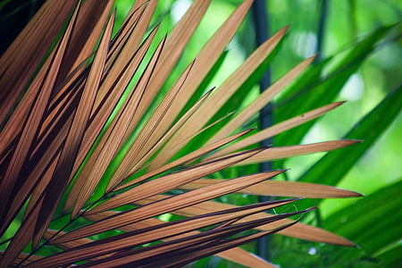 close up photography of brown palm leaves thumbnail
