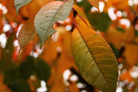 nature, leaves, tree, autumn thumbnail