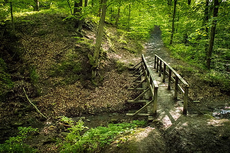 brown wooden dock surrounded by trees thumbnail