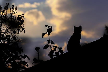 silhouette cat thumbnail