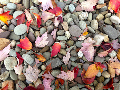 leaves on pebbles thumbnail