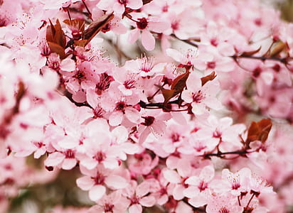 selective photography of pink cherry blosom thumbnail