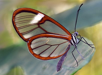 close-up photography of glasswing butterfly green leaf plant thumbnail