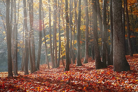 Landscape Photography of Forest during Autumn Season thumbnail