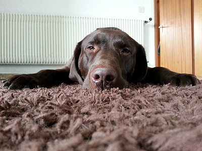closeup photo of chocolate Labrador retriever on carpet thumbnail