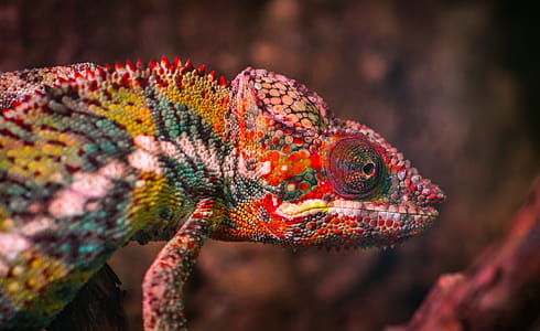 Red, White and Green Chameleon thumbnail