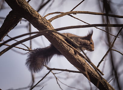 wood, nature, winter, animal thumbnail