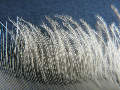 swan feather, feather, swan, slightly, airy, fly thumbnail