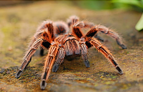 macro photography of brown haired tarantula thumbnail