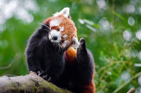 Cute Red Panda - Ailurus fulgens in a tree thumbnail