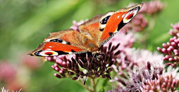 peacock butterfly perching on pink flower in close-up photography thumbnail