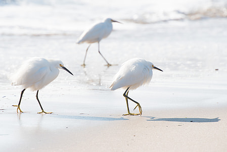 walking small egrets on seashore thumbnail
