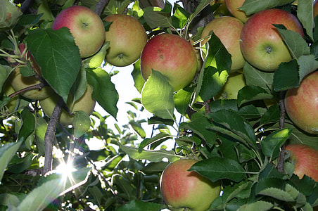 bunch of apples on tree branches thumbnail