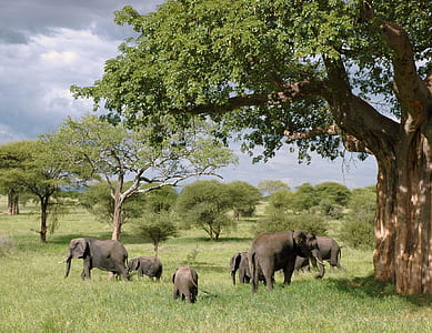 Gray Elephant Herd Under Green Tree on Green Grass Fields during Daytime thumbnail