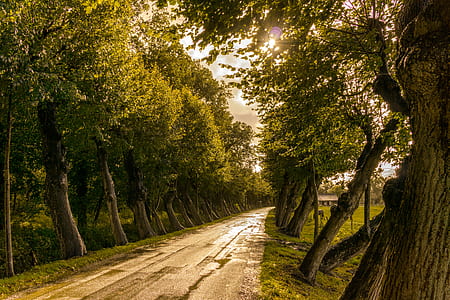 Road in Between Trees thumbnail
