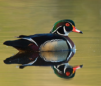reflection of mandarin duck on body of water thumbnail