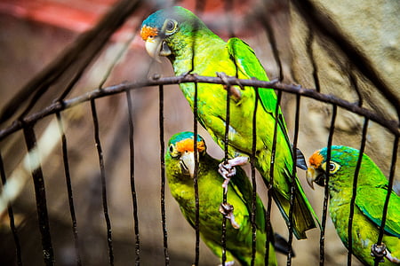 selective focus photo of green birds inside a cage thumbnail