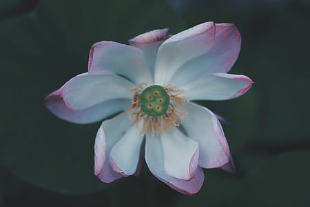 close up photo of white and pink petaled flower thumbnail