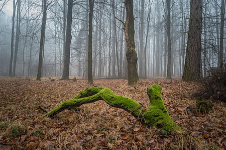 green and grey forest with fogs thumbnail
