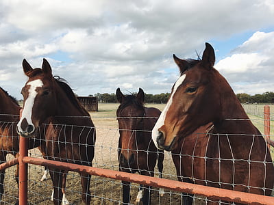 three brown horses on grass thumbnail