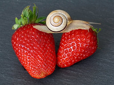 brown and gray garden snail on two strawberries thumbnail