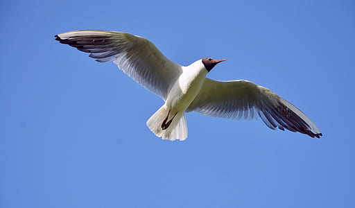 White and Brown Bird Flying Under Blue Sky during Daytime thumbnail