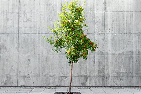 green tree near gray concrete wall thumbnail