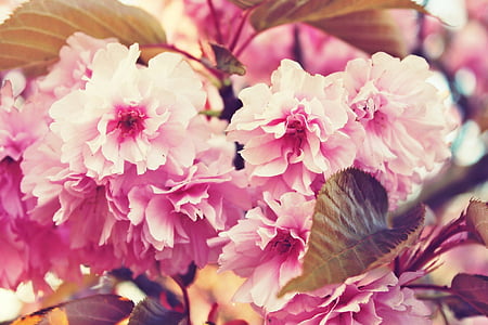 pink and white petaled flower photography thumbnail