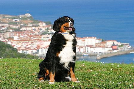 adult Bernese Mountain dog sitting on green grass field thumbnail
