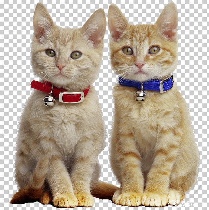 Kitten Manx Cat Pet Tabby Cat Paw Kitten Png Clipart Free