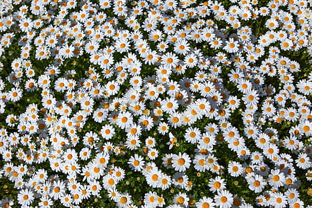 white daisy flowers in bloom at daytime thumbnail